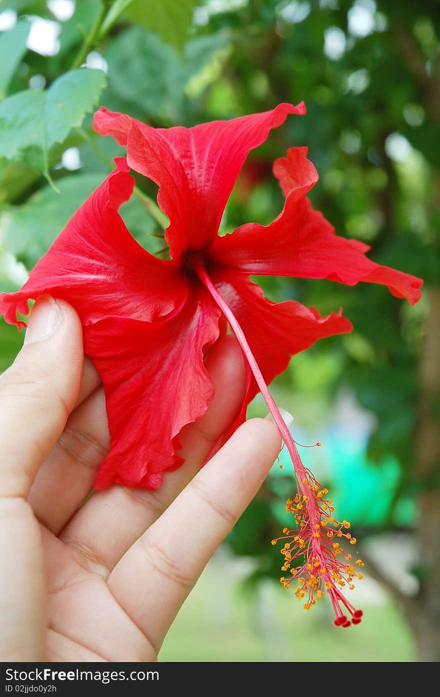 Hand And Flower