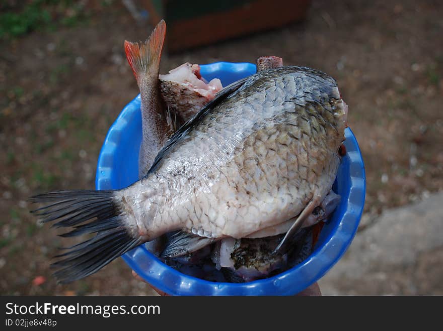 The fresh cut fish on a plate