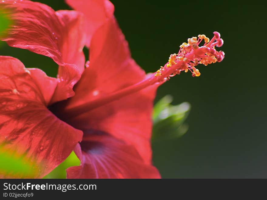 Red Hibiscus