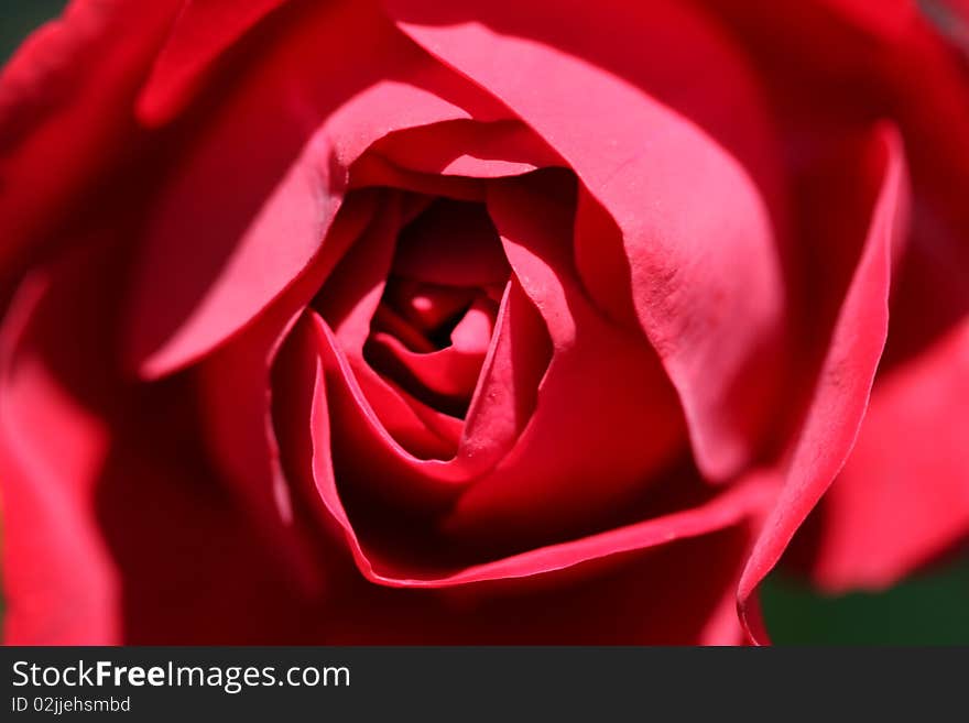 Heart of red rose