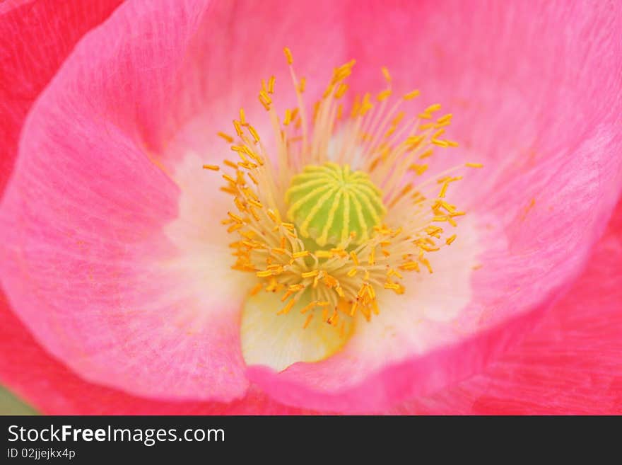 Extreme macro of marvellous pink poppy. Extreme macro of marvellous pink poppy