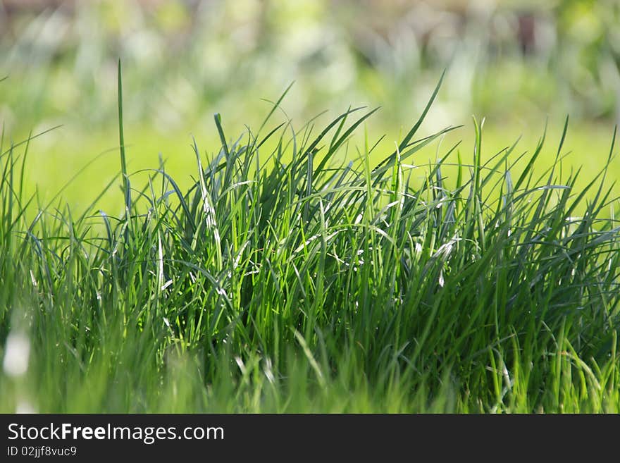 Nature green grass. Simple background