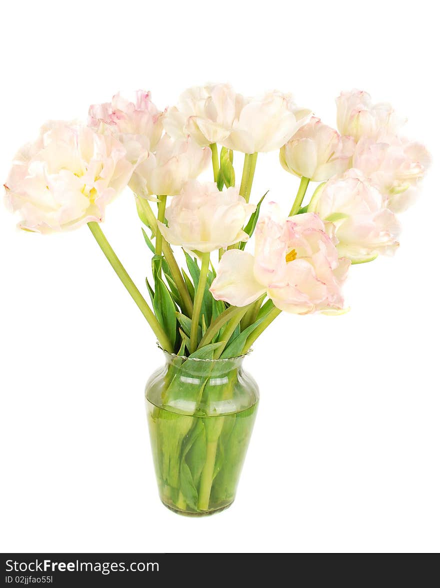 Beautiful pink piny tulips  in vase