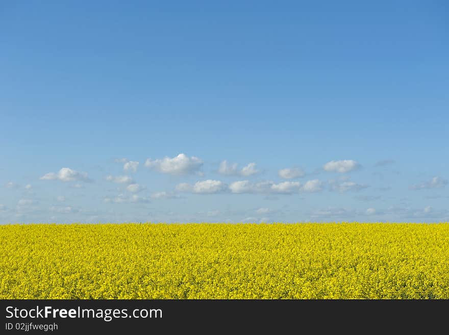 field in spring and blue sky. field in spring and blue sky