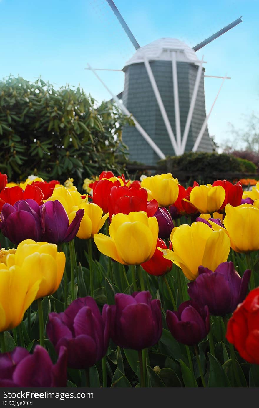 Weekend after Easter for the famous flowers. Windmill on the background in garden. Nice spring image. Weekend after Easter for the famous flowers. Windmill on the background in garden. Nice spring image.