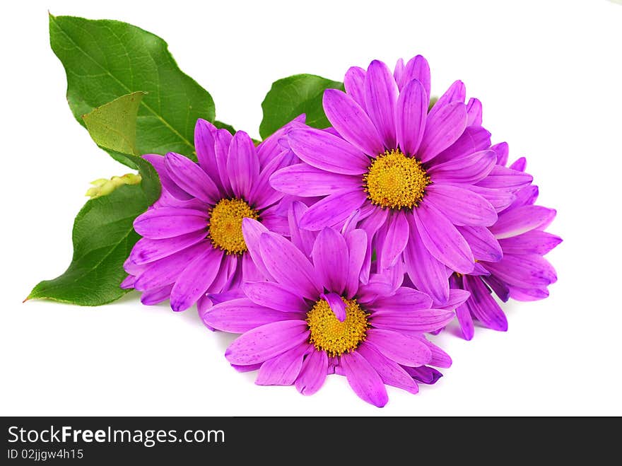 Purple daisy flowers with green liafs  isolated on the white background.