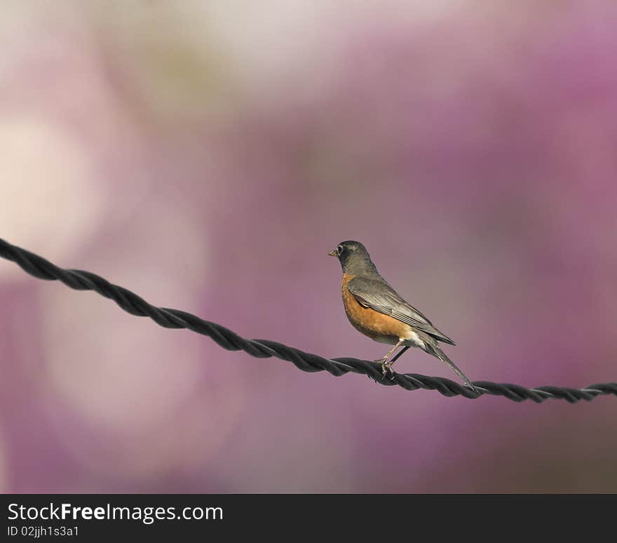 A robin perched on a utility cable backed by a blurred spring background. A robin perched on a utility cable backed by a blurred spring background.