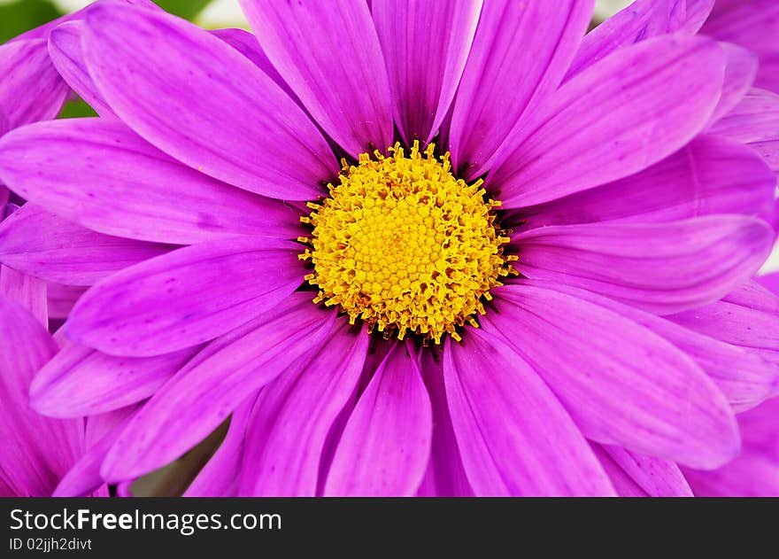 Purple daisy flowers closeup.