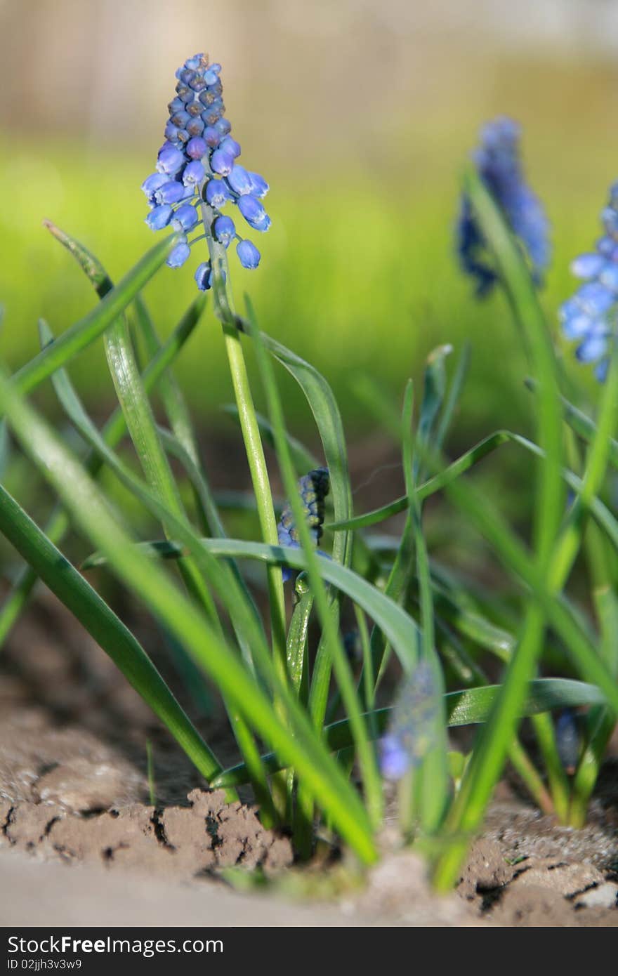 Blue flowers Hyacinths