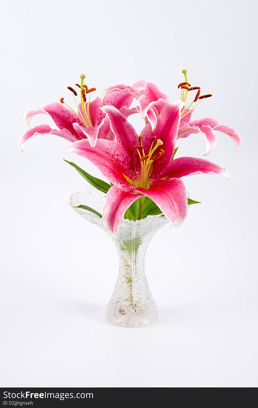 Pink lily isolated on a white background