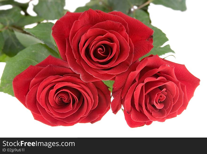 Red roses isolated on a white background