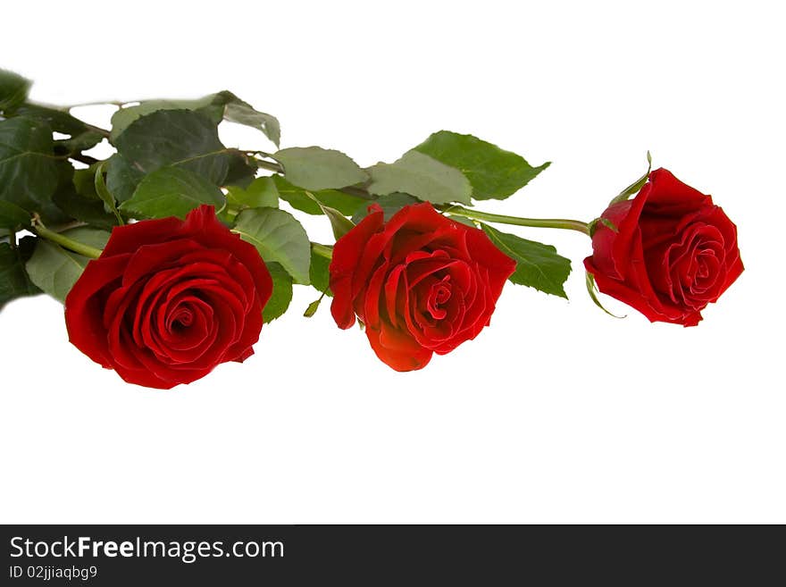 Red roses isolated on a white background