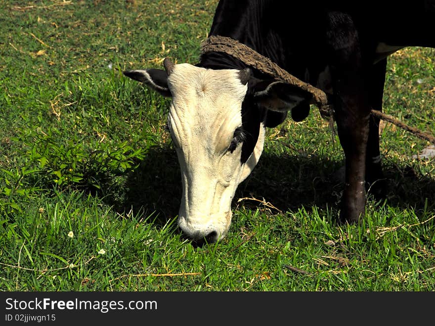 Black and white cow he eats