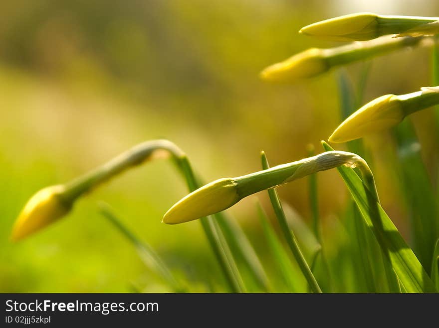 The first decorative flowers activated by the sun. The first decorative flowers activated by the sun