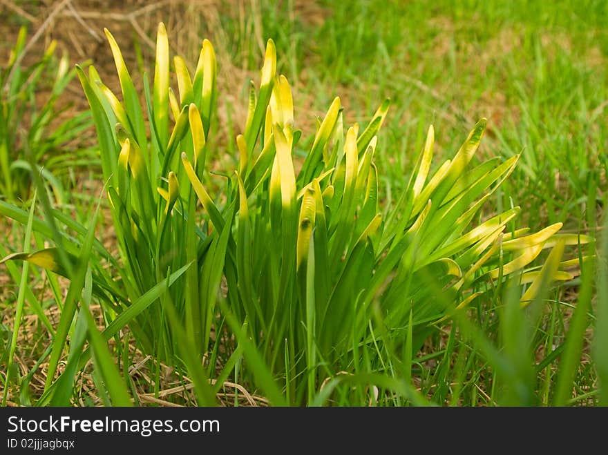 Grassy plant with yellow edges of a stalk