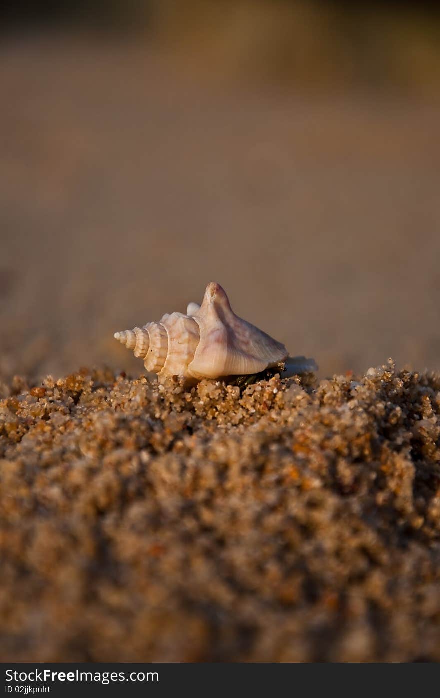 Some life on the beach