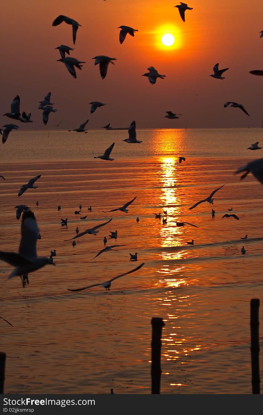 Seagull flying on sunset background image