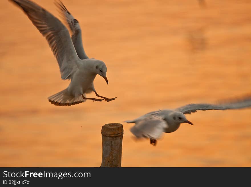 Two seagulls compete to hold on bamboo column image. Two seagulls compete to hold on bamboo column image