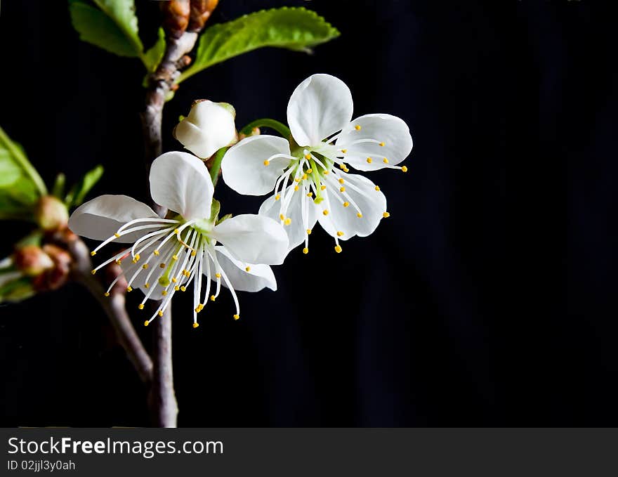 Beautiful flowers blooming cherry on a black background. Beautiful flowers blooming cherry on a black background