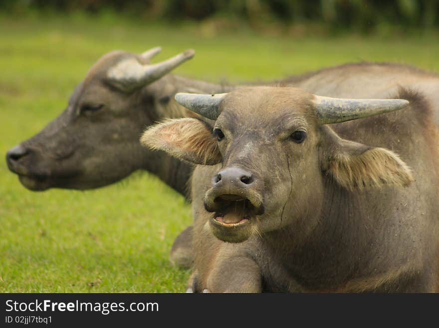 Young water buffalo