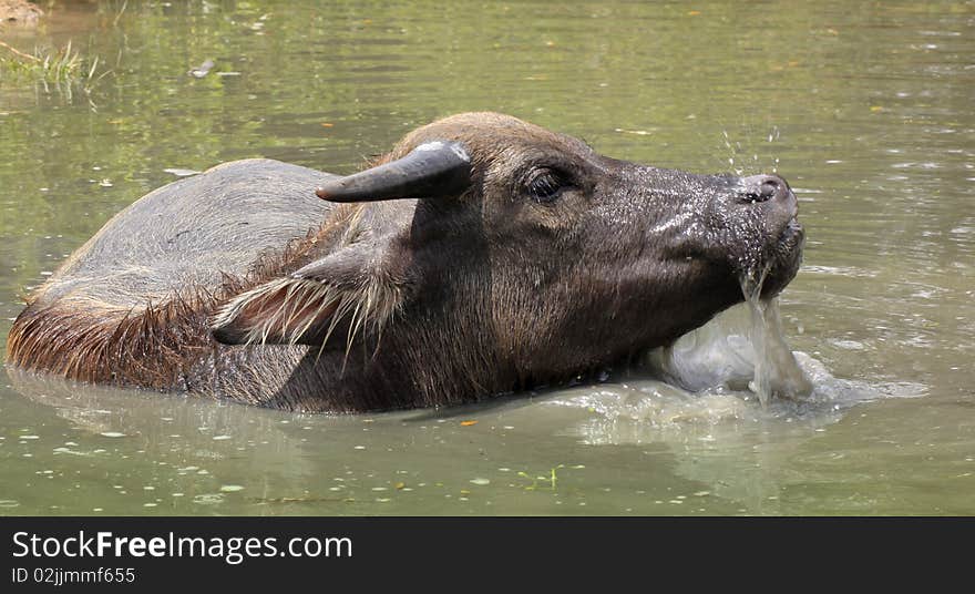 Young buffalo