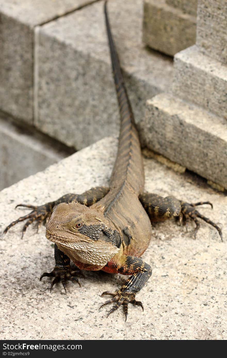 Bearded dragon (pogona vitticeps) basks in the sun