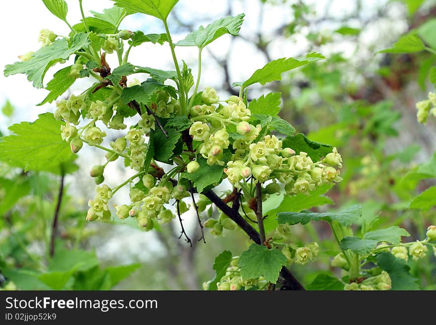 Blossoming black currant