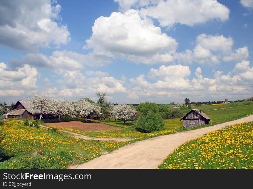 Rural simple springs landscape with blossoming apple-trees and dandelions. Rural simple springs landscape with blossoming apple-trees and dandelions