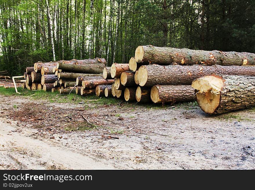 The photo of the large cut down trees in a wood, where goes cabin of a wood. The photo of the large cut down trees in a wood, where goes cabin of a wood