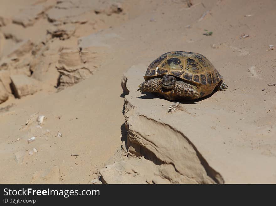 Steppe Turtle