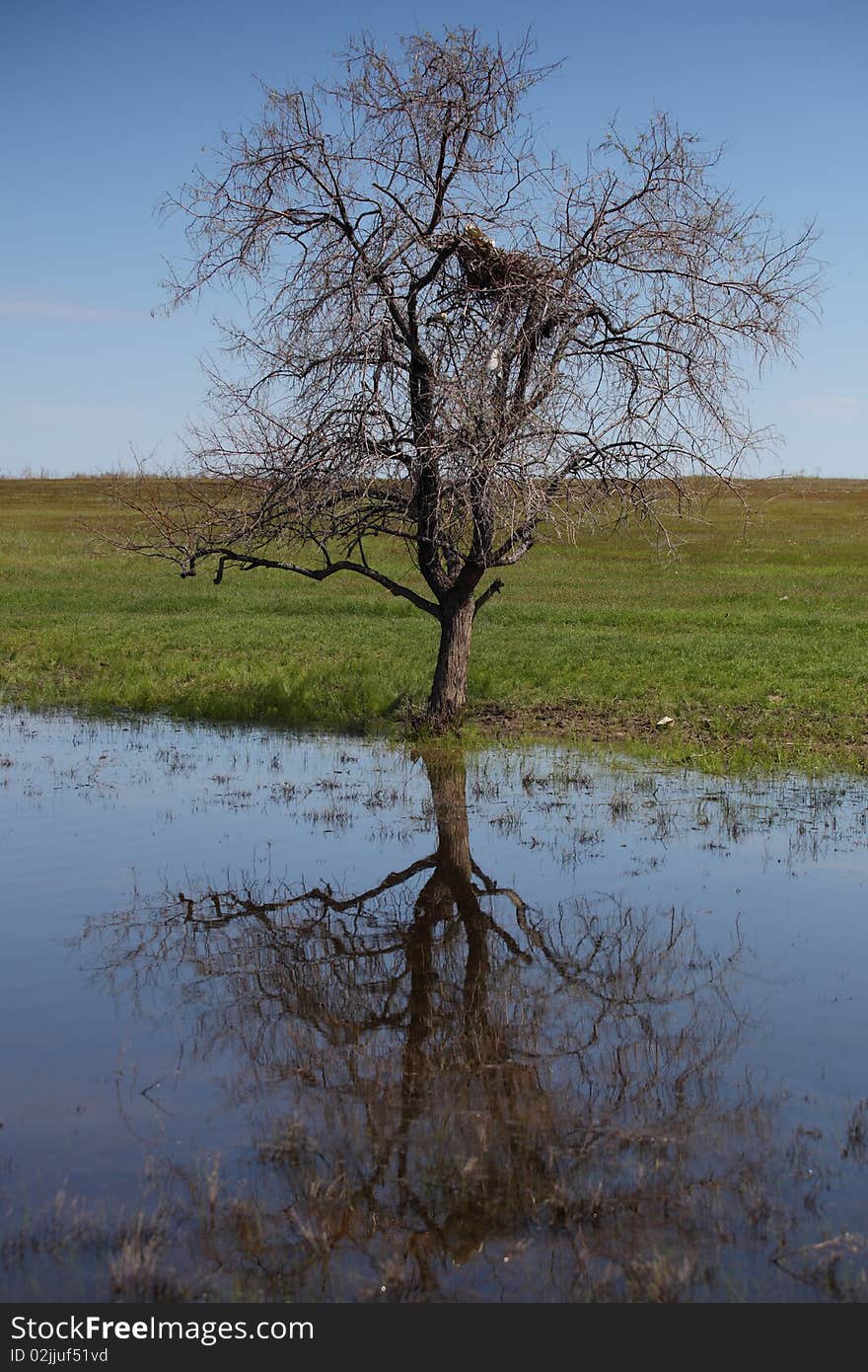 The dry tree is reflected in water