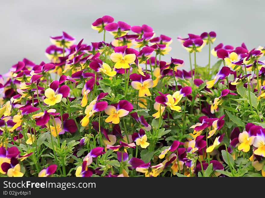 Flower Bed Of Pansies_2