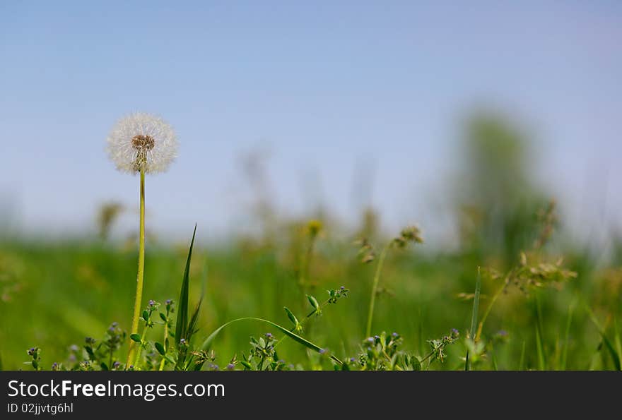 The Dandelion in the field