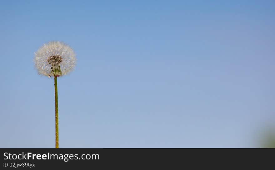 Fluffy dandelion on a blue background