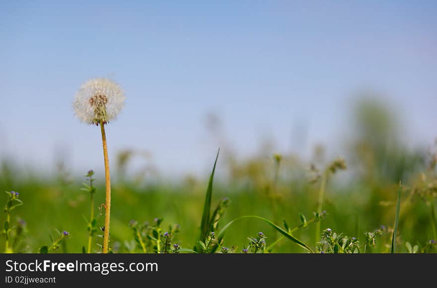 Dandelion in the a field