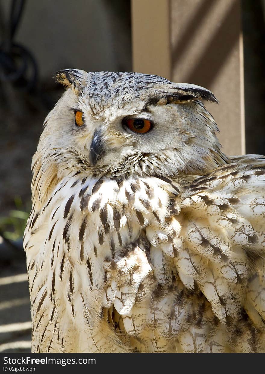 Owl Portrait