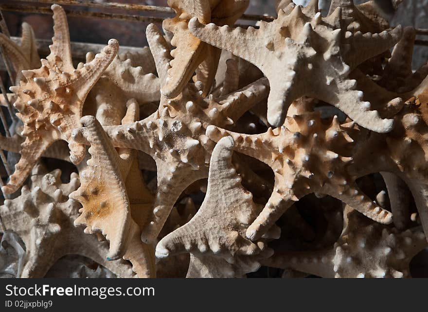 A pile of dried starfish