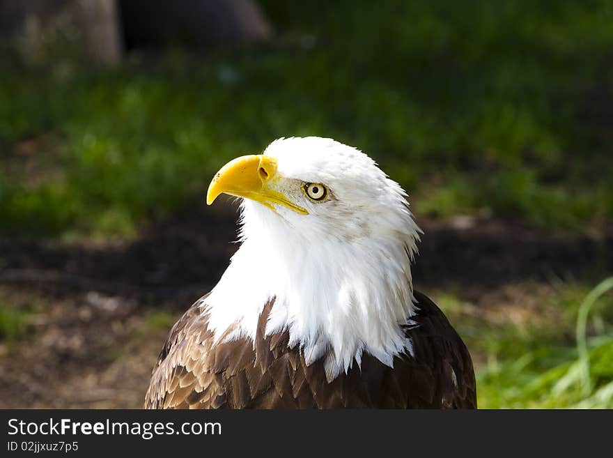 American Bald Eagle