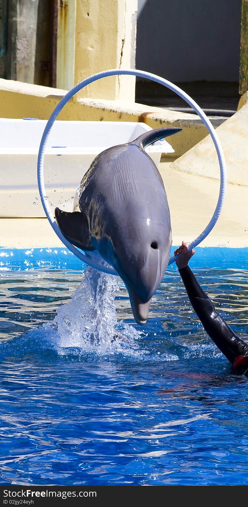 Dolphin jump out of the water in sea