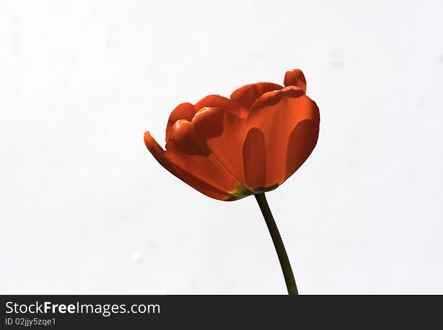 Blooming tulip wite background on