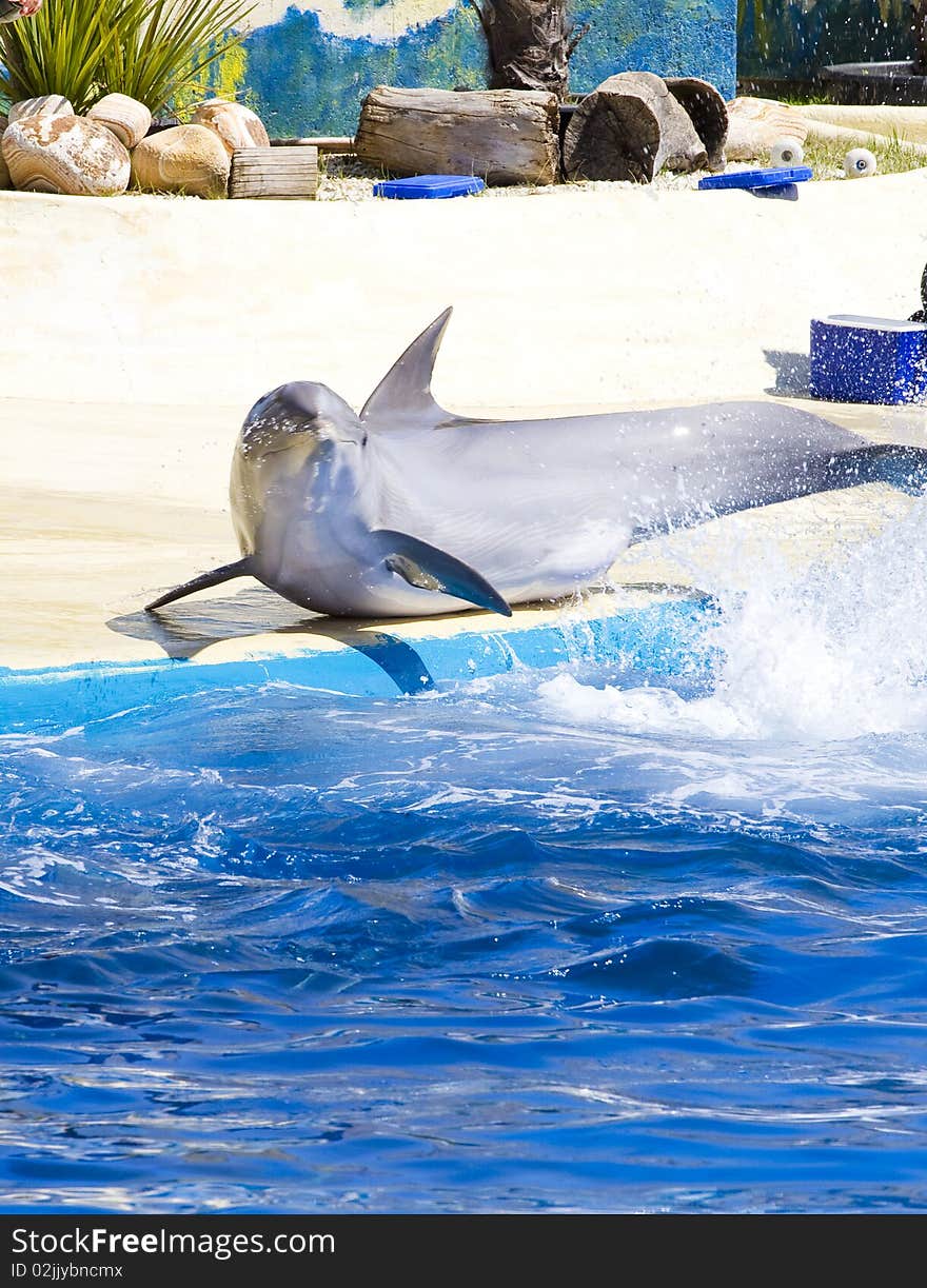 Dolphin jump out of the water in sea