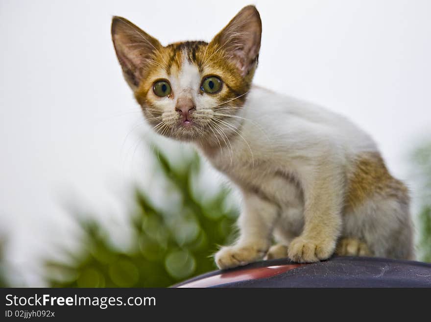 Curious Kitten