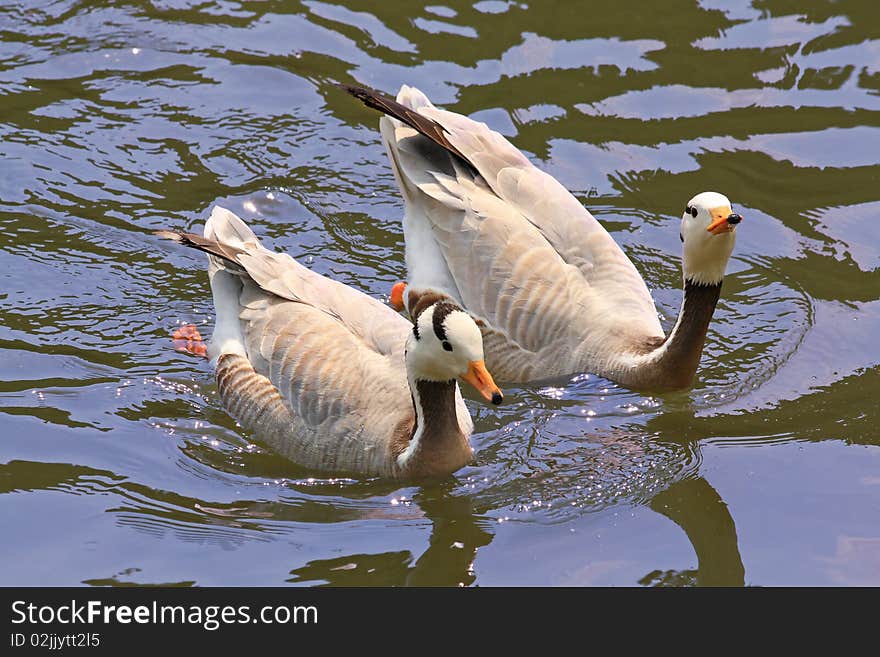 Close up of the two ducks swimming in the pond