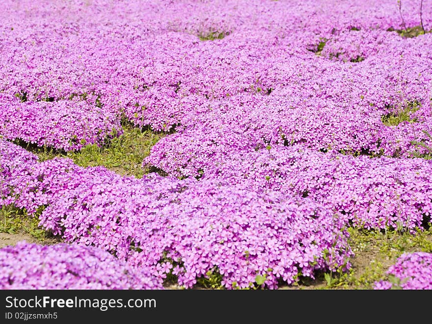 Purple flowers growing continuous carpet on the ground. Purple flowers growing continuous carpet on the ground