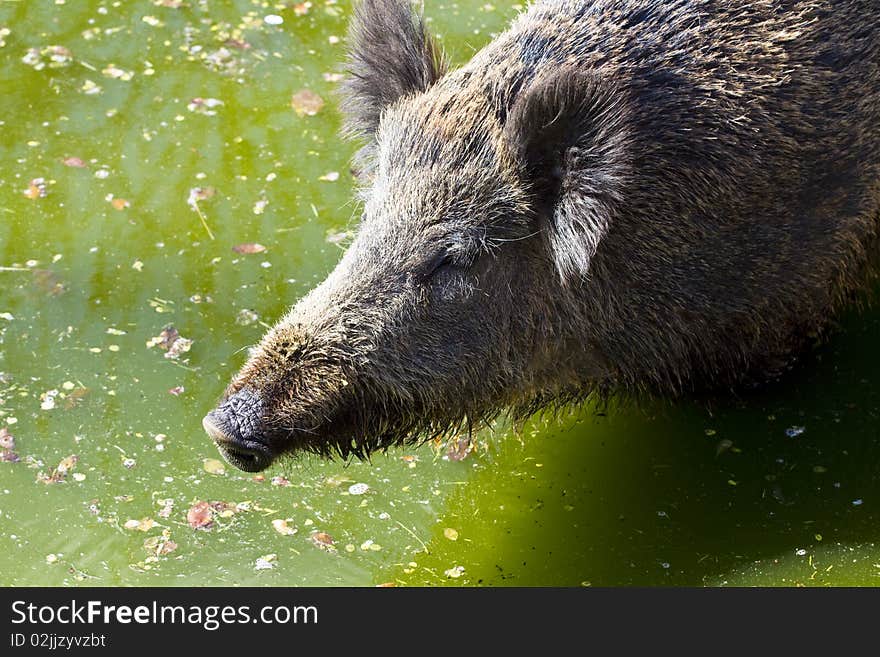 Wild pig portrait, wildlife nature