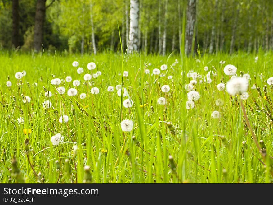 Dandelions In The Meadow