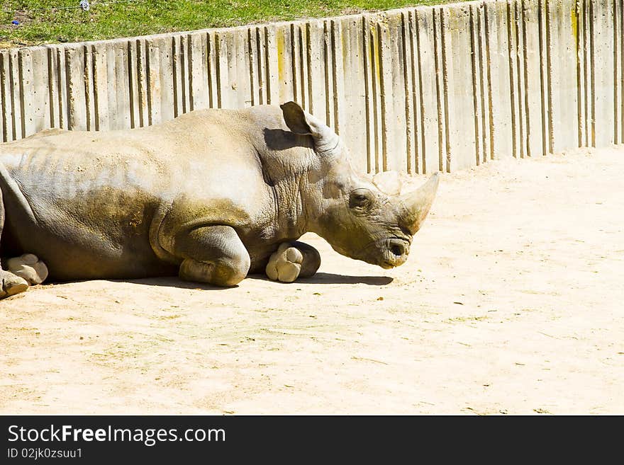 White rhino (Ceratotherium simum)