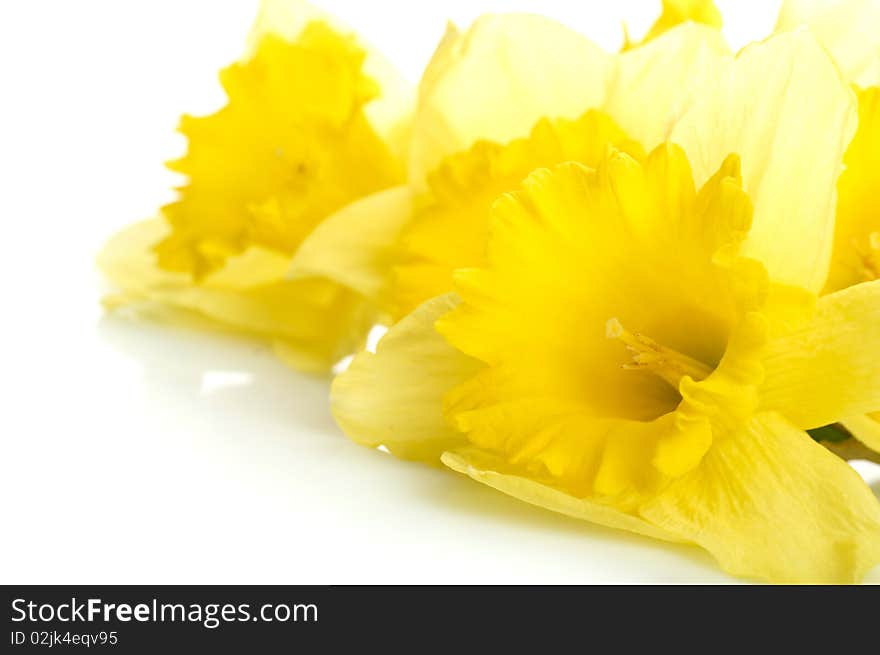 Yellow narcissus isolated on white background