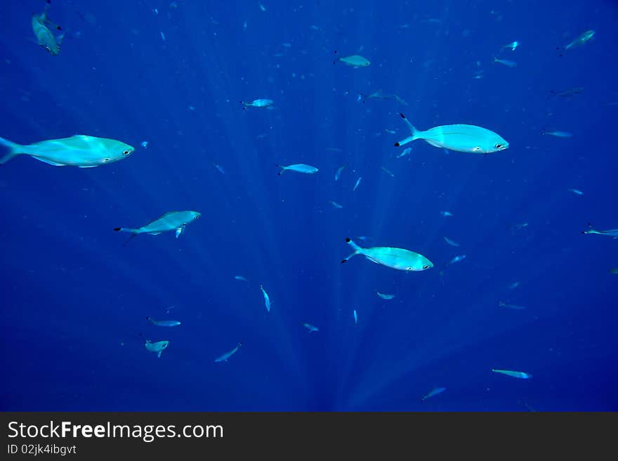 Underwater image of tropical fishes in summer