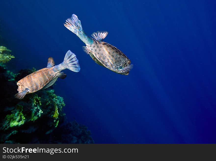 Underwater image of tropical fishes (yellow boxfish - ostracion cubicus)